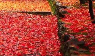 岁月如梭怀念在深秋