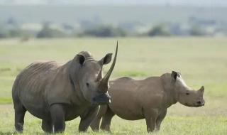 仅存2只北部白犀牛