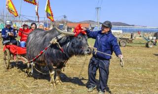 山东日照2024年大案 山东日照2024年大案