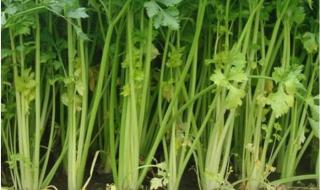 无公害蔬菜 无公害蔬菜