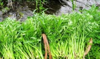 无公害蔬菜 无公害蔬菜