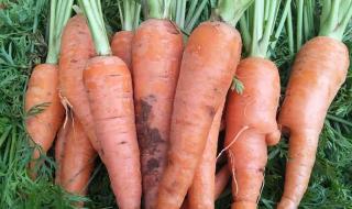 有机胡萝卜 有机胡萝卜