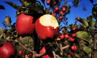 蛇果多少钱一斤 蛇果多少钱一斤